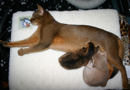 kittens